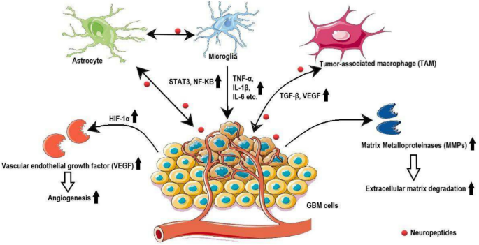 Neuropeptide Signaling in Glioblastoma: A Comprehensive Review of the  Current State and Future Direction | NeuroMolecular Medicine | Springer  Nature Link