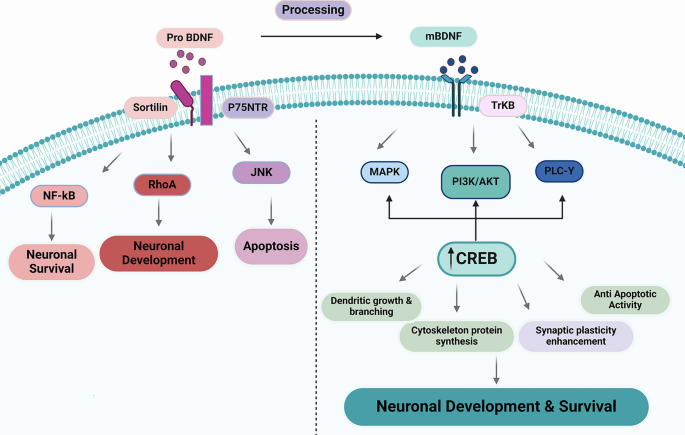 dihexa mechanism bdnf ngf Unlocking Alzheimer's Disease: The Role of BDNF Signaling in Neuropathology  and Treatment | NeuroMolecular Medicine