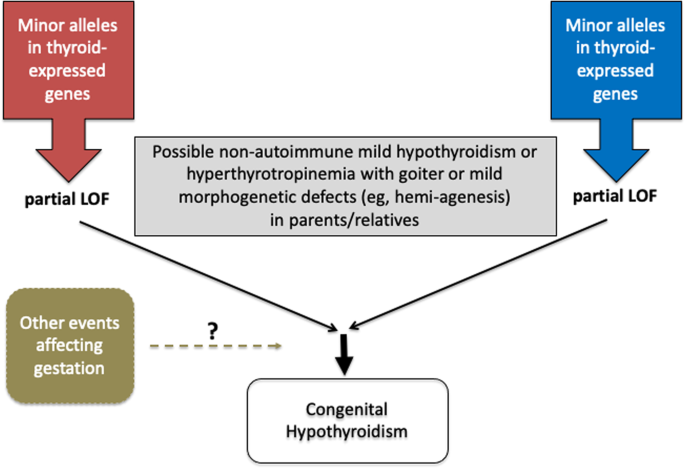 Thyroid Hypoplasia as a Cause of Congenital Hypothyroidism in
