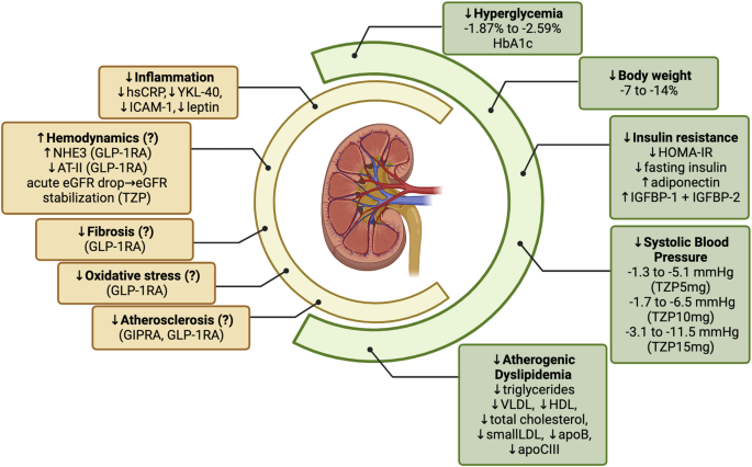 tirzepatide and inflammation in the body How Does Tirzepatide Work?