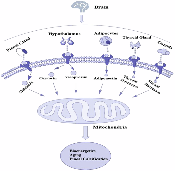 cjc-1295 ipamorelin combination effects Best Peptides for Muscle Growth (Complete Guide 2026)