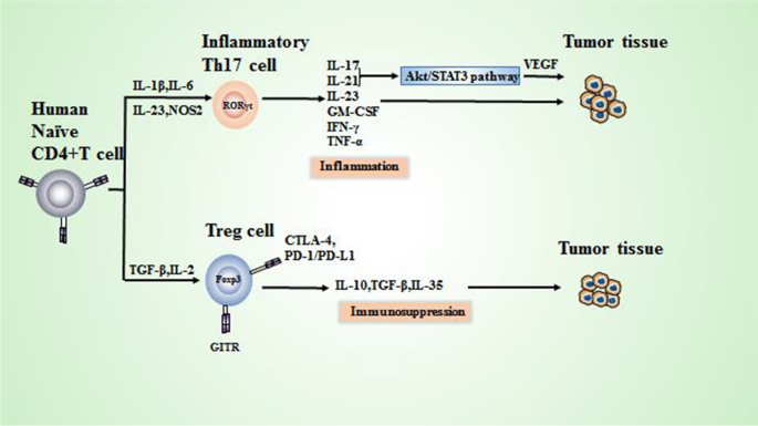 Polyamines from myeloid-derived suppressor cells promote Th17 polarization  and disease progression: Molecular Therapy