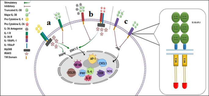 Interaction of IL-38 and DSTN in HEK293T cells. Association of IL-38