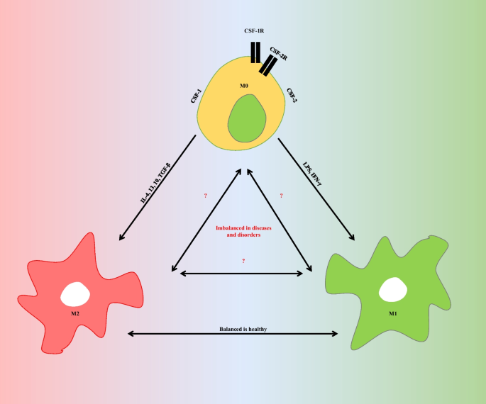 Transcription factor KLF4 regulated STAT1 to promote M1 polarization of  macrophages in rheumatoid arthritis