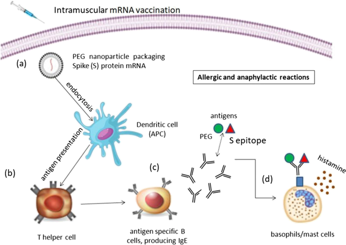 SeroXen Mechanisms: Exploring Distribution, Risks, and Impact