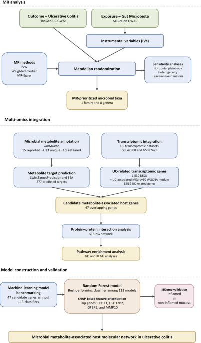 Integrative multi-omics analyses suggest a candidate microbial metabolite-associated host gene network in ulcerative colitis