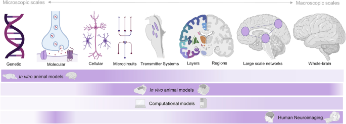 A Synergistic Workspace for Human Consciousness Revealed by Integrated  Information Decomposition