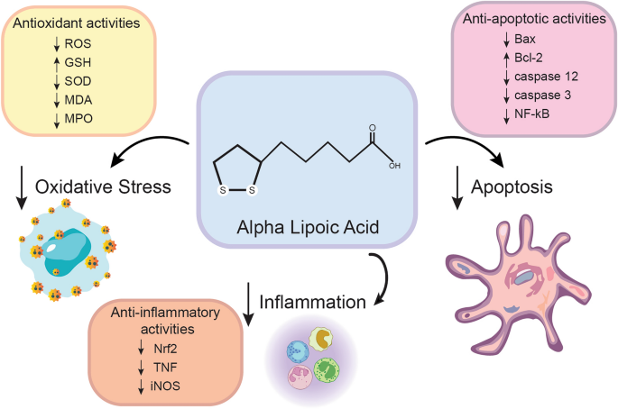 alpha lipoic acid increases glutathione Exploring the Role of Alpha Lipoic Acid in the Treatment of Traumatic Brain  Injury: Pathways and Perspectives | Neurocritical Care