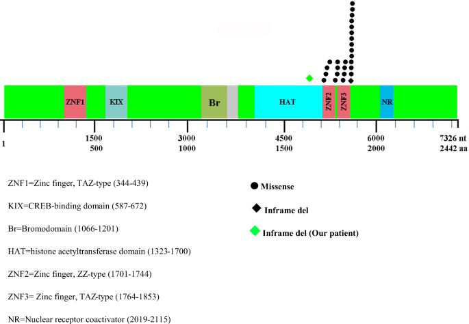 Mosaic CREBBP mutation causes overlapping clinical features of Rubinstein– Taybi and Filippi syndromes