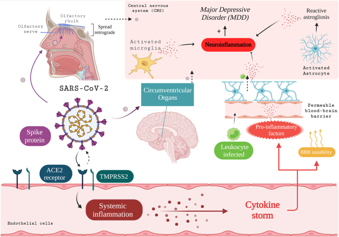COVID-19, Oxidative Stress, and Neuroinflammation in the Depression Route |  Journal of Molecular Neuroscience | Springer Nature Link