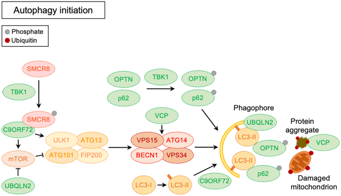 Autophagy Dysfunction in ALS: from Transport to Protein Degradation