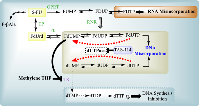 TAS 102 mechanism of action compared to 5-FU