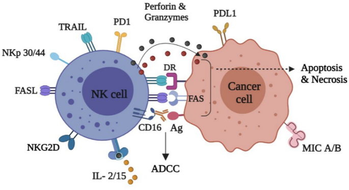 The NK cell–cancer cycle: advances and new challenges in NK cell
