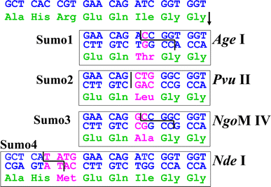 Addgene: pRSFDuet-sumo-h-cGAS