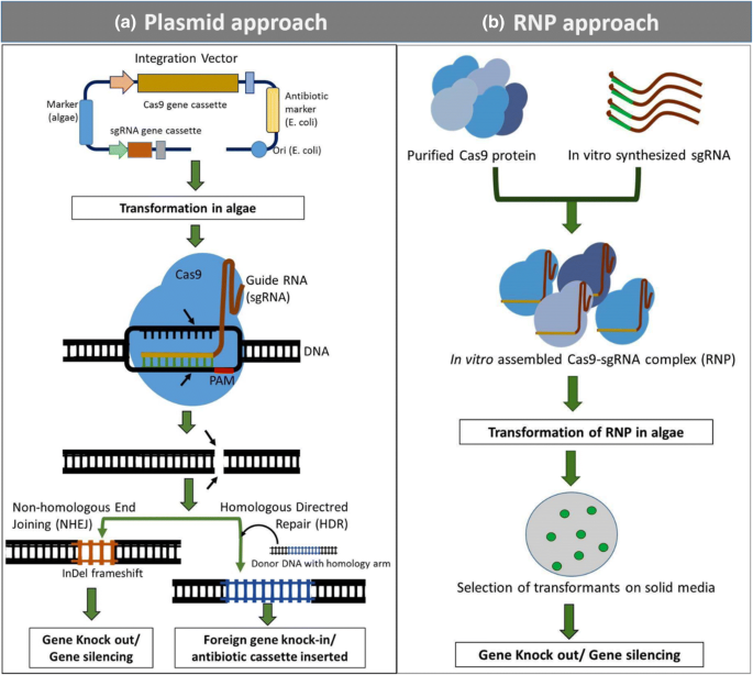 CRISPR–Cas9 System for Genome Engineering of Photosynthetic Microalgae |  Molecular Biotechnology