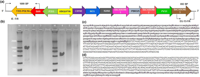 DNA sequence flanking the 6-kb deletion. Uppercase letter: sequence