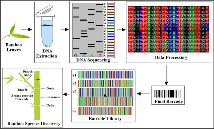 Bamboo  The Wood Database (Monocot)