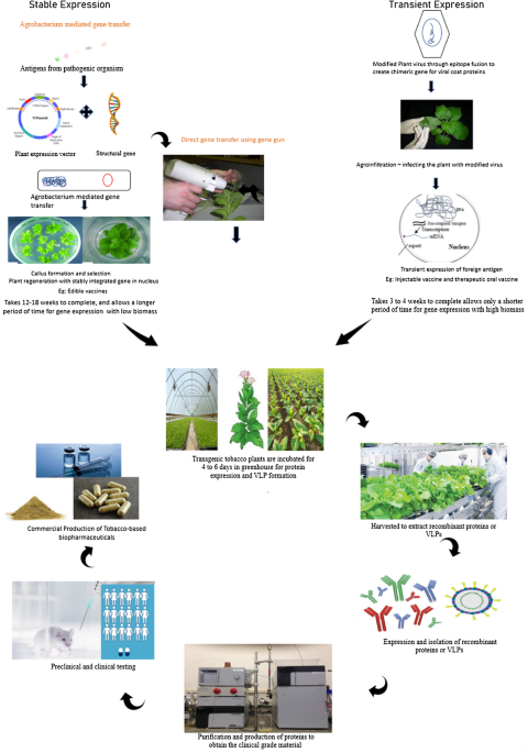 vaccines in tobacco products Tobacco-Based Vaccines, Hopes, and Concerns: A Systematic Review |  Molecular Biotechnology