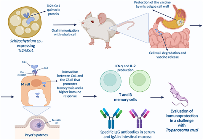 Indices measuring triatomine prevention practices related to (A) rodent