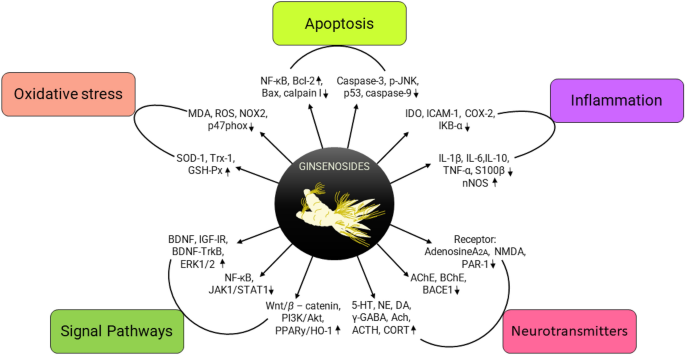 Natural Bioactive Molecules as Neuromedicines for the Treatment/Prevention  of Neurodegenerative Diseases