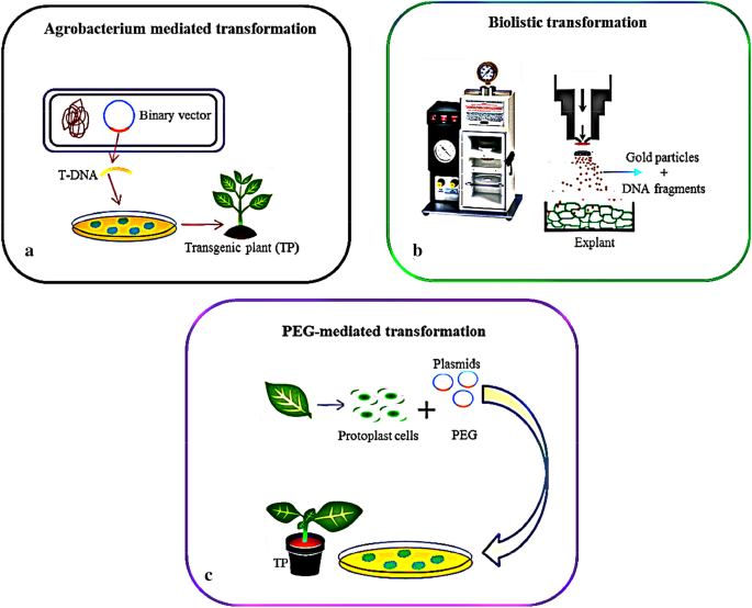 Agrobacterium tumefaciens-Mediated Plant Transformation: A Review |  Molecular Biotechnology | Springer Nature Link