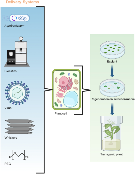 Agrobacterium-Mediated Transformation for the Development of Transgenic  Crops; Present and Future Prospects | Molecular Biotechnology | Springer  Nature Link