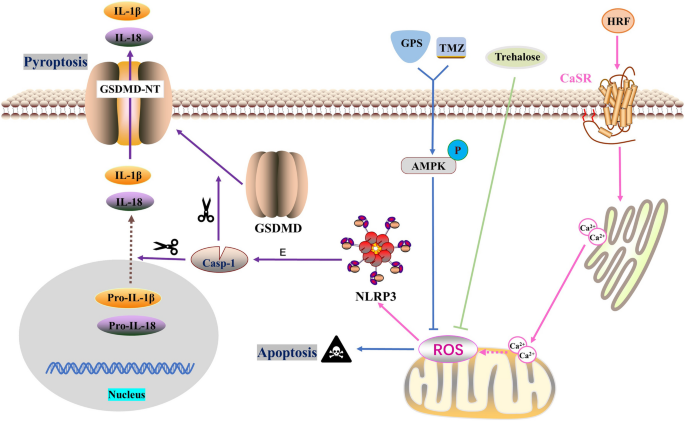 Management of ROS and Regulatory Cell Death in Myocardial Ischemia– Reperfusion Injury | Molecular Biotechnology