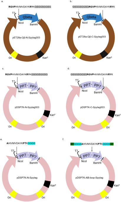 Surface-Functionalization of PP7 Virus-Like Particles with Spytag for  Bioconjugation Applications | Molecular Biotechnology