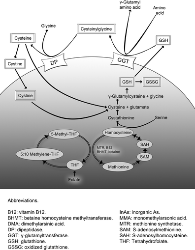 The Glutathione System: A New Drug Target in Neuroimmune Disorders |  Molecular Neurobiology