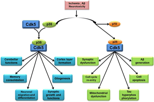 The Role of Cdk5 in Alzheimer's Disease | Molecular Neurobiology