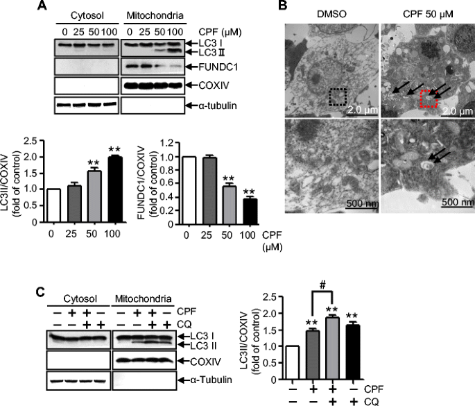 CBP80-positive puncta in differentiated SH-SY5Y cells. (A) Western