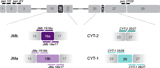 In situ hybridization analysis of mRNAs for Egam1c and the Prl gene