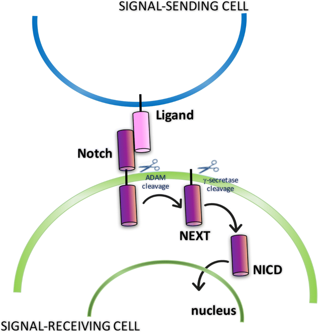 Schematic representation of ONOO⁻-induced signaling and