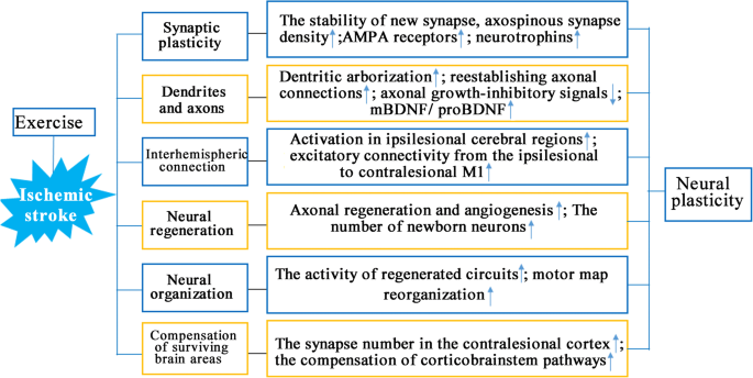A Review of Exercise-Induced Neuroplasticity in Ischemic Stroke: Pathology  and Mechanisms | Molecular Neurobiology