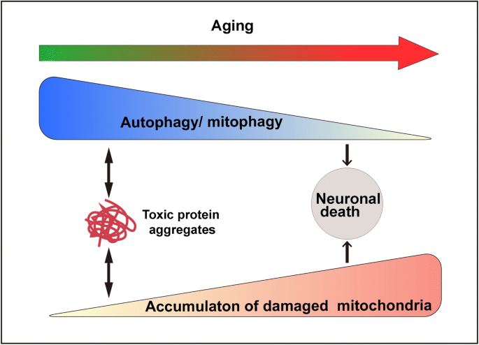 Defective mitophagy and synaptic degeneration in Alzheimer's disease: Focus  on aging, mitochondria and synapse - ScienceDirect