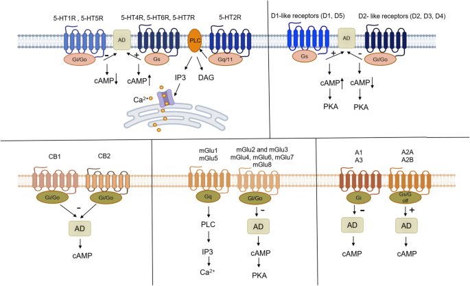 ghk-cu g-protein-coupled receptors Exploring the Role of Tripeptides in Wound Healing and Skin Regeneration: A Comprehensive Review G protein-coupled receptor - Wikipedia