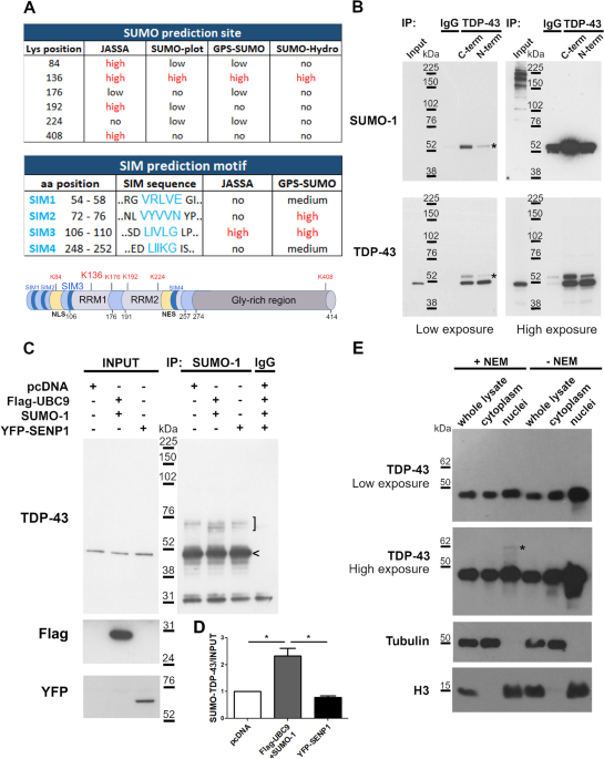 SUMOylation Regulates TDP-43 Splicing Activity and Nucleocytoplasmic Distribution