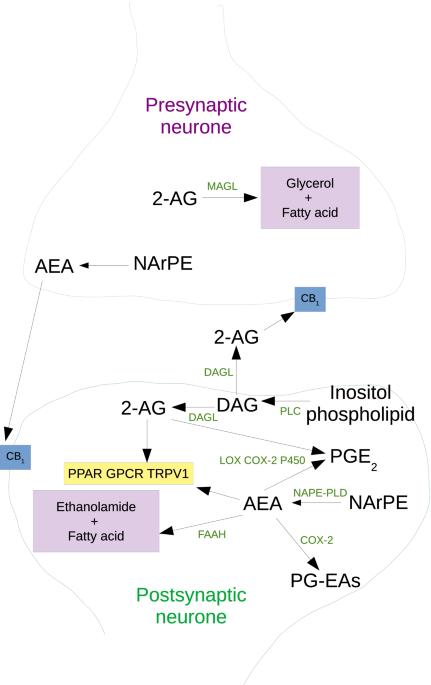 adrenomyeloneuropathy magnesium glutathione Aquaporin 9 - an overview Acetyl-Glutathione 300 mg