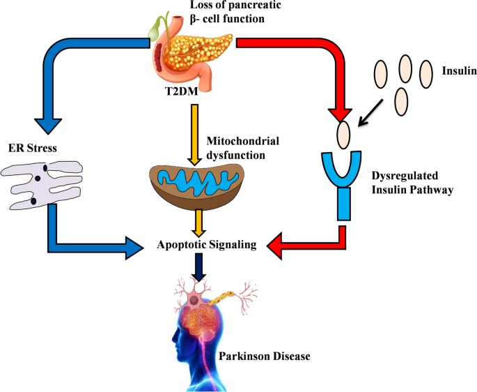 Isogei Technology and Type 2 Diabetes - Electrical Muscle