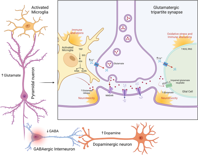 A dopamine-induced gene expression signature regulates neuronal