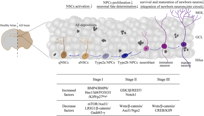 dihexa promotes neurogenesis Promoting Endogenous Neurogenesis as a Treatment for Alzheimer's Disease |  Molecular Neurobiology