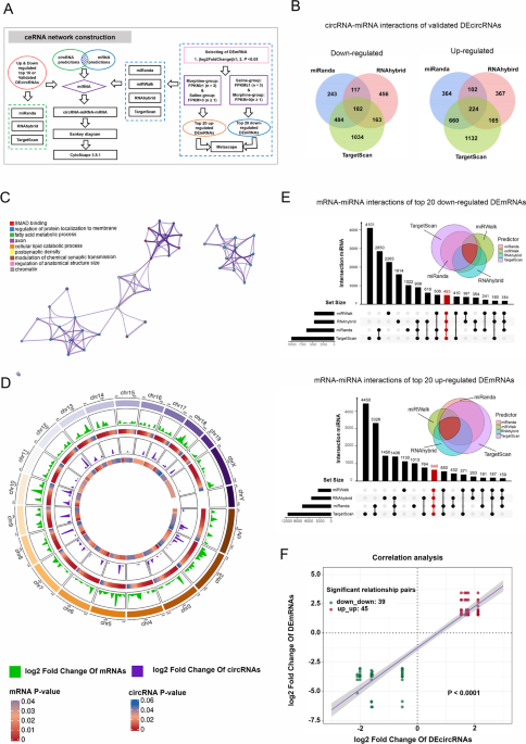 Integrative Analysis of Morphine-Induced Differential Circular RNAs and  ceRNA Networks in the Medial Prefrontal Cortex