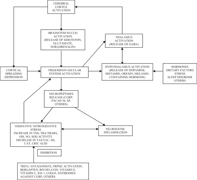 Oxidative Stress and Migraine | Molecular Neurobiology