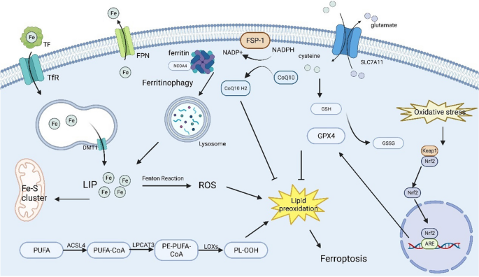glutathione synthase hydroxymethyl Glutathione in Higher Plants: Biosynthesis and Physiological Mechanisms  During Heat and Drought-Induced Oxidative Stress
