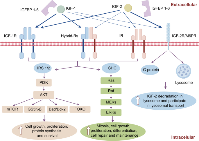 igf 1 lr3 negative side effects Insulin-Like Growth Factor Signaling in Alzheimer's Disease:  Pathophysiology and Therapeutic Strategies | Molecular Neurobiology