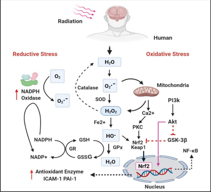 glutathione radiation protection Ionizing as a Source of Oxidative Stress Potential mechanisms for glutathione cytoprotection.