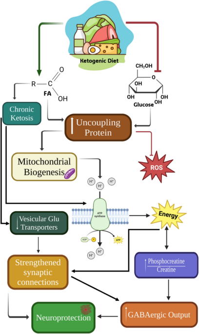 l-carnitine knock me out of ketosis Comprehensive review the expanding roles of the carnitine pool in metabolic physiology: beyond fatty acid oxidation Q&A: Troubleshooting Keto? Sleep, L-Carnitine,