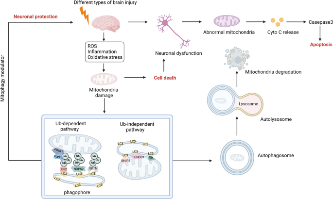 effects of glutathione on liver A Literature Review of Glutathione Therapy in Ameliorating Hepatic  Dysfunction in Non-Alcoholic Fatty Liver Disease