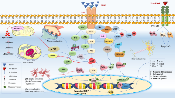 glutathione peroxidase pronounce Pronunciation of Glutathione Mukwano