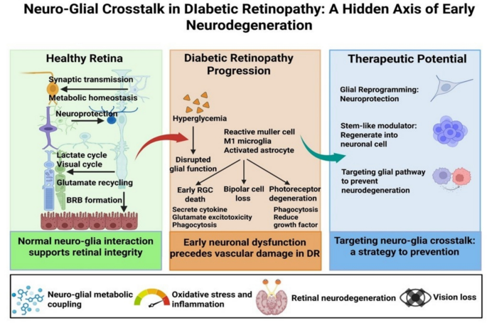 Crosstalk Between Neuronal and Glial Cells in Diabetic Retinopathy: Mechanisms and Implications for Neurodegeneration | Molecular Neurobiology | Springer Nature Link Crosstalk Between Neuronal and Glial Cells in Diabetic Retinopathy: Mechanisms and Implications for Neurodegeneration | Molecular Neurobiology | Springer Nature Link